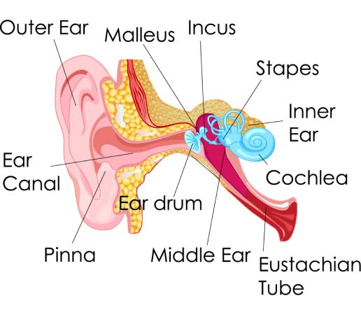 ear's anatomy