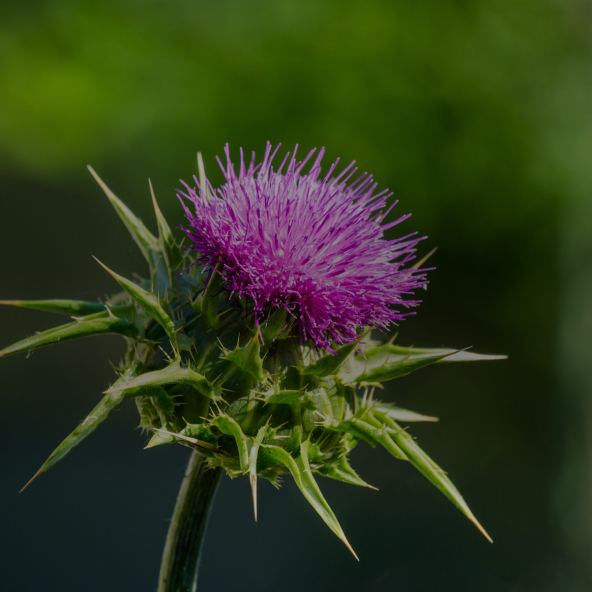 Milk Thistle