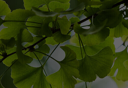 Ginkgo Biloba