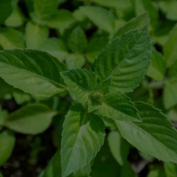 Holy Basil Leaf