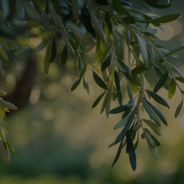 Olive Leaf