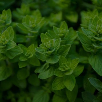 Oregano Leaf