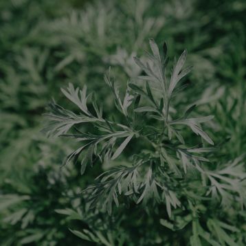 Sweet Wormwood